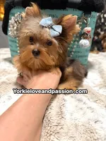 Blue Merle male , a male Yorkshire Terrier for sale in Pensacola, FL – 7 of 10