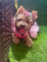 Moly traditional female , a female Yorkshire Terrier for sale in Pensacola, FL – 2 of 10