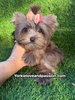 Xsmall black Merle female , a female Yorkshire Terrier for sale in Pensacola, FL – 7 of 10