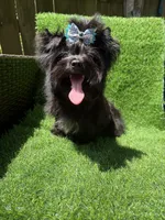 Solid black male, a male Yorkshire Terrier for sale in Pensacola, FL – 5 of 10