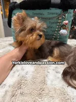 Blue Merle male , a male Yorkshire Terrier for sale in Pensacola, FL – 4 of 10