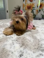 Small blue  Merle female , a female Yorkshire Terrier for sale in Pensacola, FL – 8 of 10