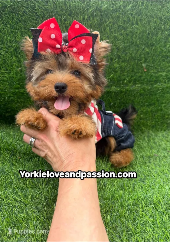 Traditional male  – Yorkshire Terrier puppy for sale in Pensacola, FL