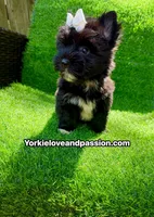 Black female , a female Yorkshire Terrier for sale in Pensacola, FL – 5 of 10