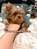Blue Merle male , a male Yorkshire Terrier for sale in Pensacola, FL – 10 of 10