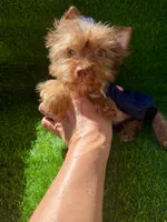 Chocolate male , a male Yorkshire Terrier for sale in Pensacola, FL – 3 of 9
