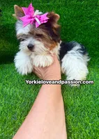Small Parti female , a female Yorkshire Terrier for sale in Pensacola, FL – 2 of 10