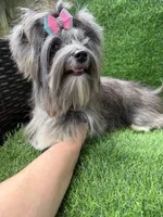 black Merle tweed female , a female Yorkshire Terrier for sale in Pensacola, FL – 9 of 10