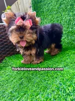 Xxsmall babydoll traditional female , a female Yorkshire Terrier for sale in Pensacola, FL – 10 of 10