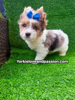 Parti Merle male , a male Yorkshire Terrier for sale in Pensacola, FL – 8 of 9
