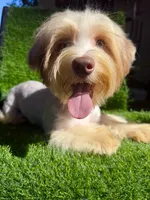 Coopee, a male Yorkshire Terrier for sale in Pensacola, FL – 6 of 10