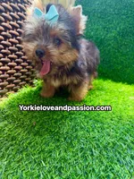 Xsmall traditional male , a male Yorkshire Terrier for sale in Pensacola, FL – 3 of 10