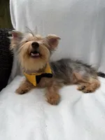 Bruno , a male Yorkshire Terrier for sale in Pensacola, FL – 2 of 10
