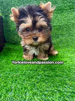 Babydoll traditional female , a female Yorkshire Terrier for sale in Pensacola, FL – 6 of 10