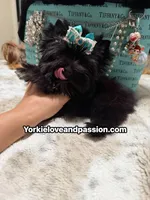 Small black male , a male Yorkshire Terrier for sale in Pensacola, FL – 3 of 10