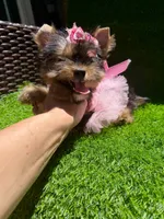 Lola, a female Yorkshire Terrier for sale in Pensacola, FL – 2 of 8