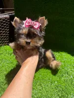 Lola, a female Yorkshire Terrier for sale in Pensacola, FL – 8 of 8