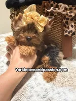 Blue Merle female , a female Yorkshire Terrier for sale in Pensacola, FL – 6 of 10
