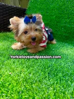 Blue Merle male , a male Yorkshire Terrier for sale in Pensacola, FL – 5 of 9