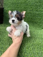 Parti female , a female Yorkshire Terrier for sale in Pensacola, FL – 7 of 10