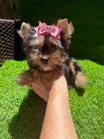 Lola, a female Yorkshire Terrier for sale in Pensacola, FL – 3 of 8