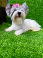 Blueberry female , a female Yorkshire Terrier for sale in Pensacola, FL – 7 of 10
