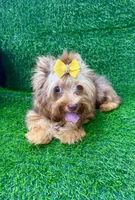 Chocolate Merle male , a male Yorkshire Terrier for sale in Pensacola, FL – 4 of 9