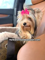 Kiki small blue Merle Female , a female Yorkshire Terrier for sale in Pensacola, FL – 8 of 9