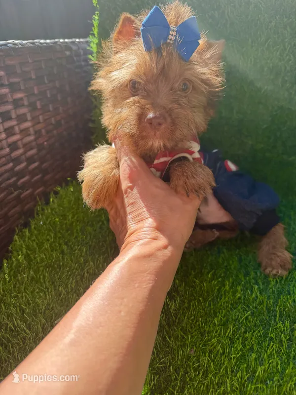 Chocolate male  – Yorkshire Terrier puppy for sale in Pensacola, FL
