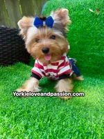 Blue Merle male , a male Yorkshire Terrier for sale in Pensacola, FL – 6 of 9