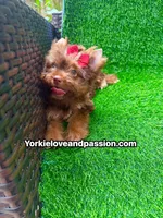 Chocolate female , a female Yorkshire Terrier for sale in Pensacola, FL – 1 of 10