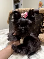 Xsmall black female , a female Yorkshire Terrier for sale in Pensacola, FL – 1 of 8