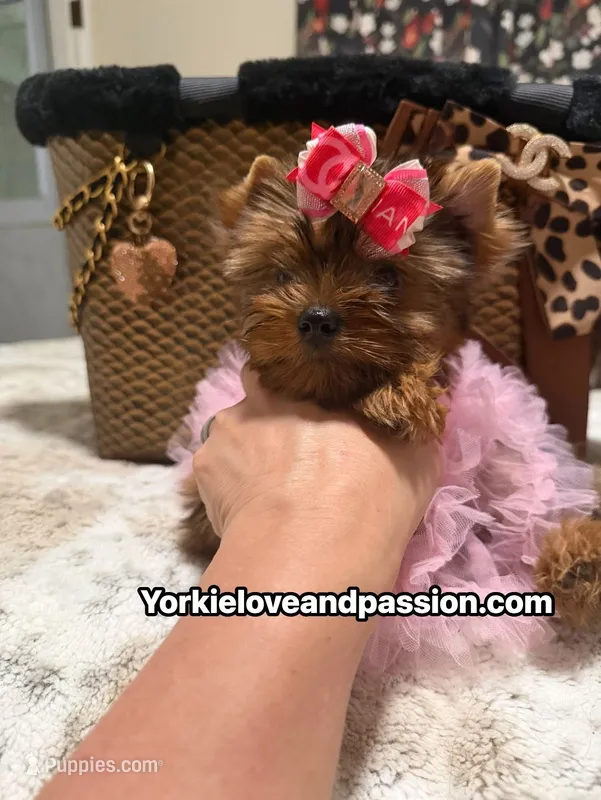 Blue Merle female  – Yorkshire Terrier puppy for sale in Pensacola, FL