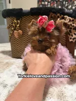 Blue Merle female , a female Yorkshire Terrier for sale in Pensacola, FL – 1 of 10