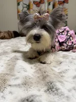 Blueberry female , a female Yorkshire Terrier for sale in Pensacola, FL – 1 of 10