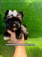 Black female , a female Yorkshire Terrier for sale in Pensacola, FL – 10 of 10