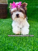 Small Parti female , a female Yorkshire Terrier for sale in Pensacola, FL – 8 of 10