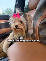 Kiki small blue Merle Female , a female Yorkshire Terrier for sale in Pensacola, FL – 9 of 9