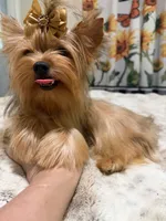 sable female, a female Yorkshire Terrier for sale in Pensacola, FL – 7 of 8