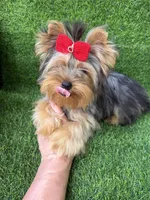 Blue Merle female , a female Yorkshire Terrier for sale in Pensacola, FL – 4 of 7