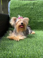 Small blue  Merle female , a female Yorkshire Terrier for sale in Pensacola, FL – 3 of 10