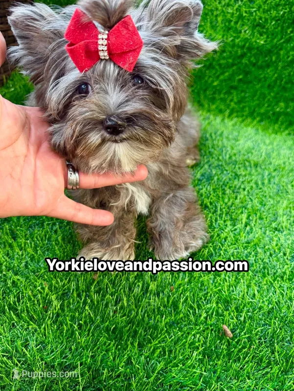 Black Merle female  – Yorkshire Terrier puppy for sale in Pensacola, FL