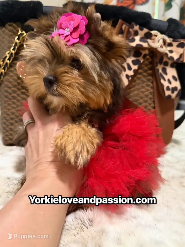 Babydoll sable female  – Yorkshire Terrier puppy for sale in Pensacola, FL