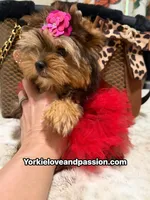 Babydoll sable female , a female Yorkshire Terrier for sale in Pensacola, FL – 1 of 10