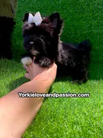 Black female , a female Yorkshire Terrier for sale in Pensacola, FL – 9 of 10