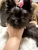 Xsmall black female , a female Yorkshire Terrier for sale in Pensacola, FL – 2 of 8
