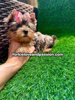 Babydoll blue Merle female , a female Yorkshire Terrier for sale in Pensacola, FL – 10 of 10