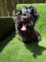 Solid black male, a male Yorkshire Terrier for sale in Pensacola, FL – 3 of 10