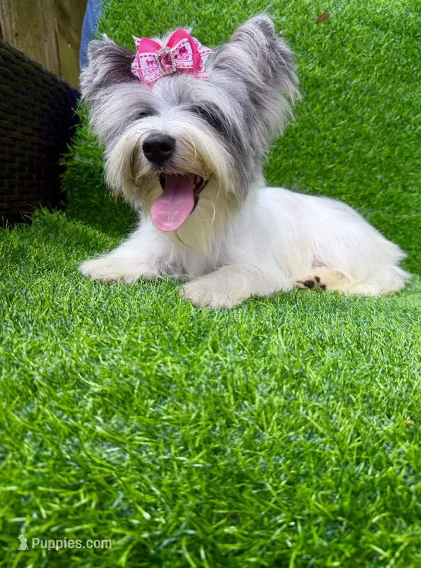 Blueberry female  – Yorkshire Terrier puppy for sale in Pensacola, FL