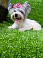 Blueberry female , a female Yorkshire Terrier for sale in Pensacola, FL – 1 of 10